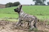 BOUVIER DES ARDENNES 145